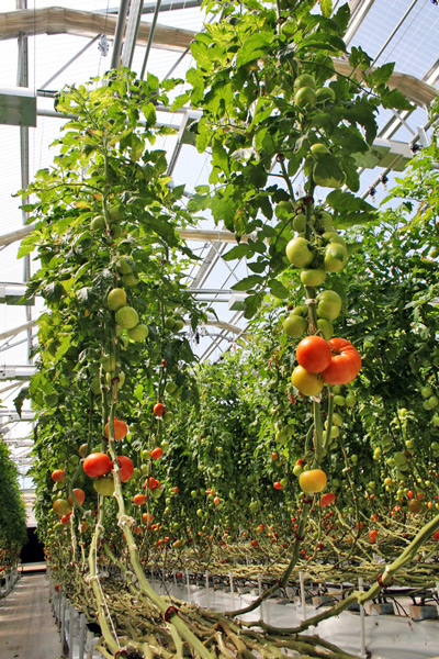 Maximize your harvest with ADN Nutrients and hydroponic gardening!