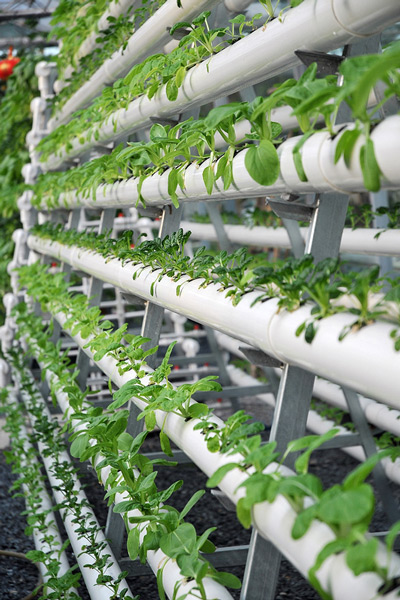 Maximize hydroponic by growing vertically!